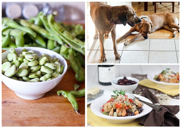 Fava Beans and Shrimp Dish