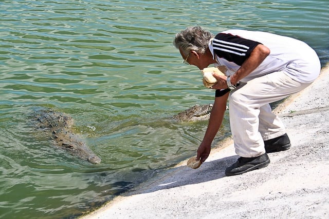 Man feeding alligators in Cayo Largo