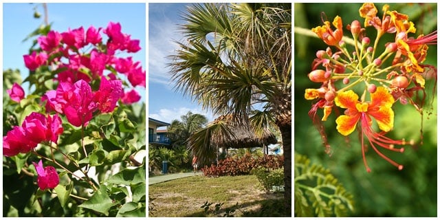 Vegetation | Cayo Largo