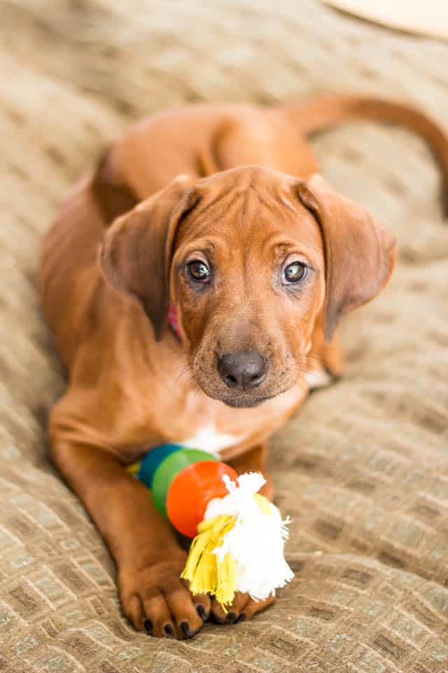 Kiara the Rhodesian Ridgeback |www.thehealthyfoodie.com