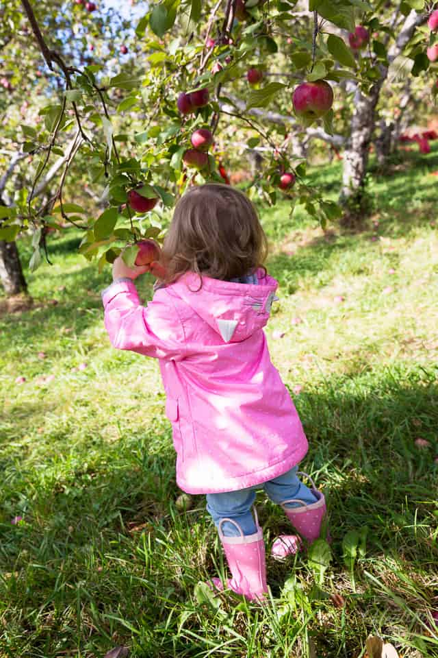 Apple Picking