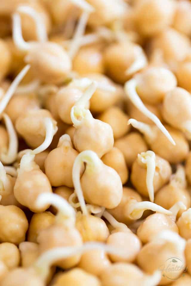 Close-up of sprouted chickpeas